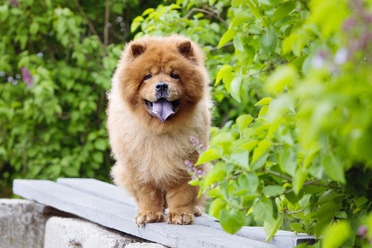 Un chow chow – source : spm