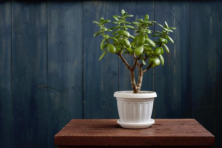 Un arbre de jade placé dans une pièce