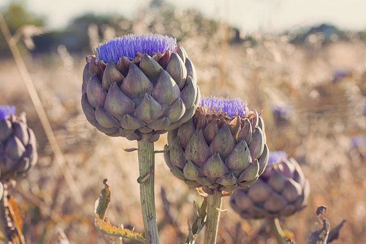 Un artichaut en fleur 