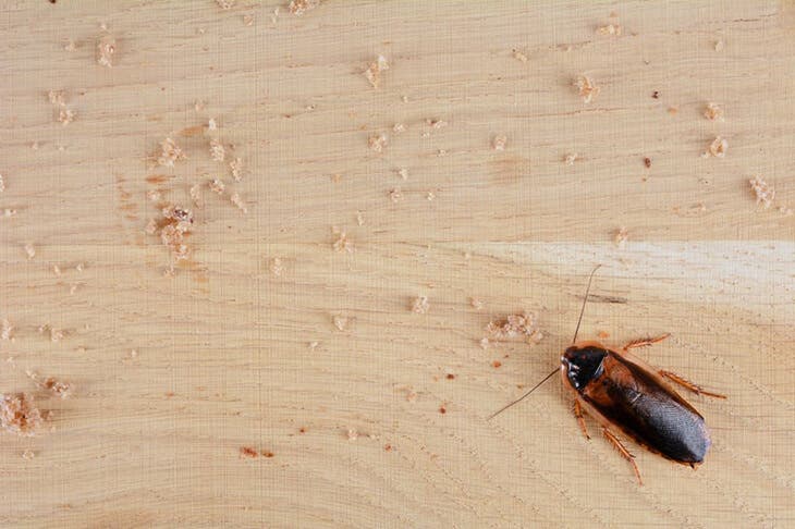 Un cafard se promène dans la maison 