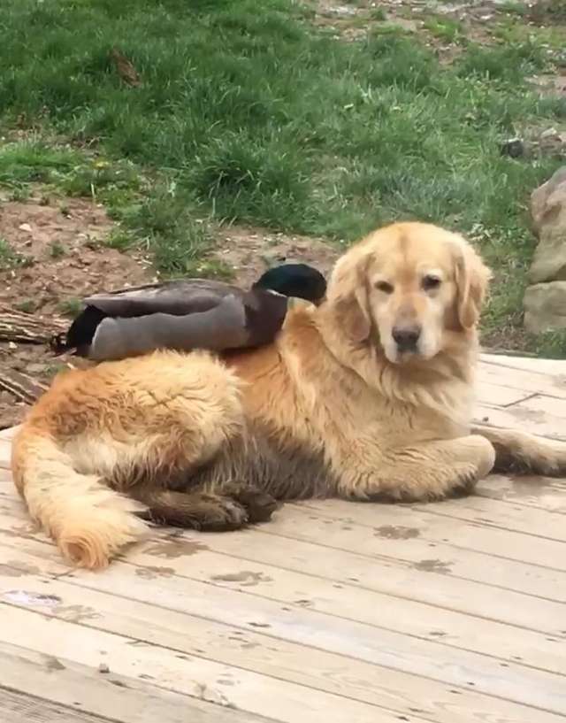 Un canard sauvage et un chien