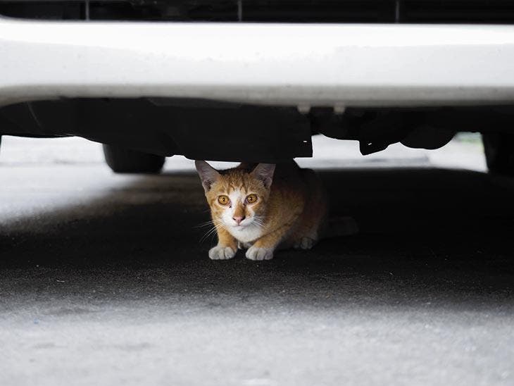 Un chat caché sous la voiture 