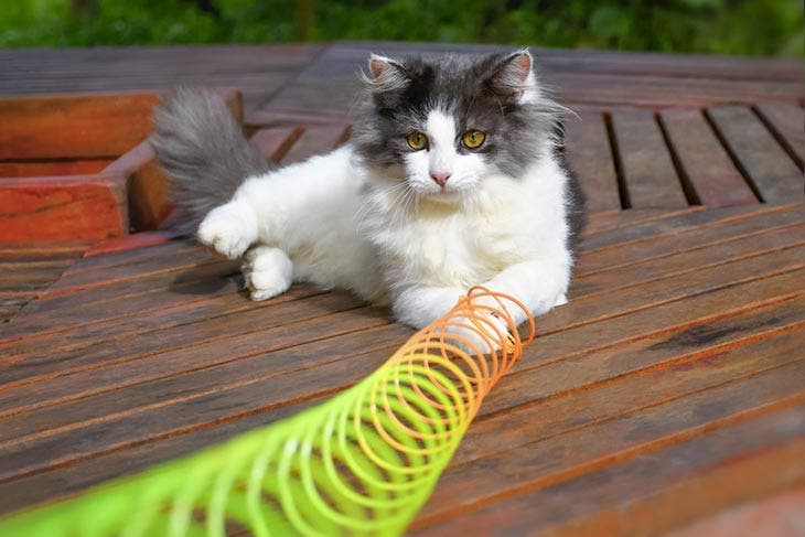 Un chat qui jour avec une spirale en plastique 