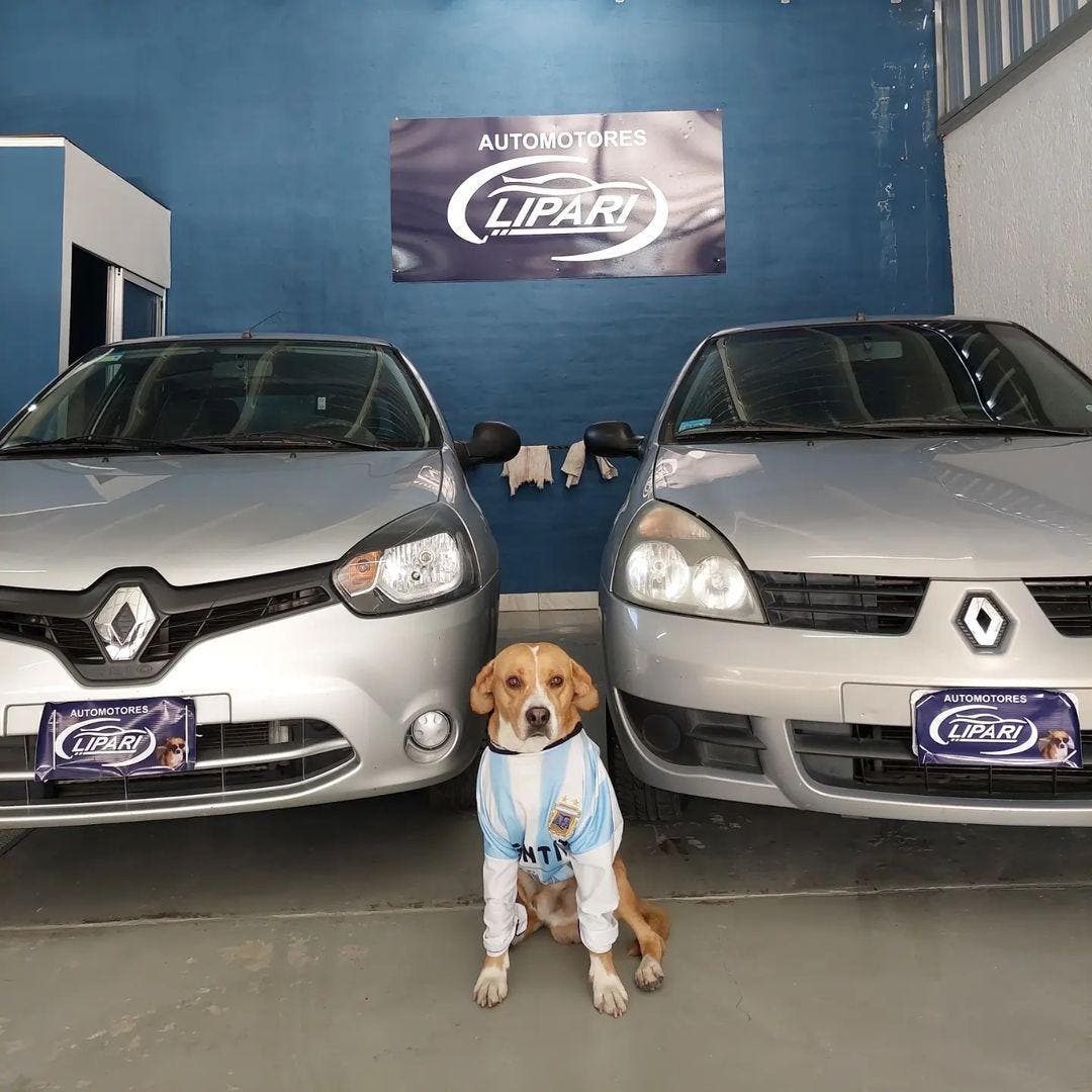 Un chien habillé en tenue de foot de l’équipe argentine pose devant deux véhicules