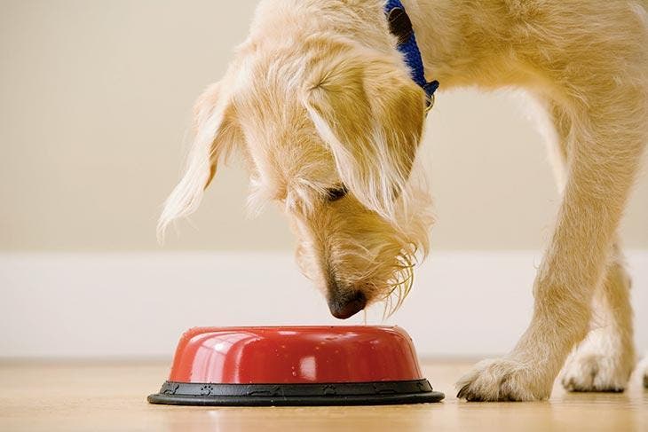 Un chien qui mange 