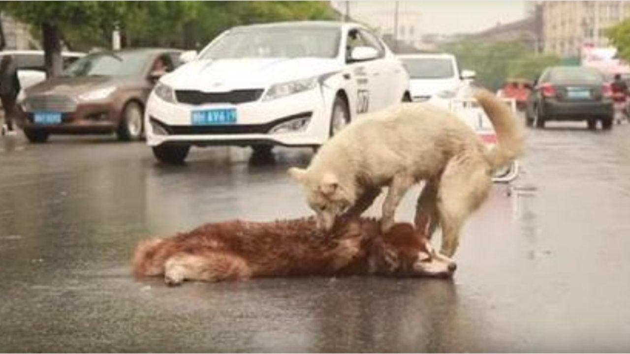 Un chien tente de sauver son ami canin