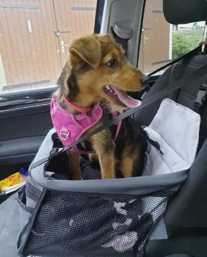 Un chiot dans la voiture