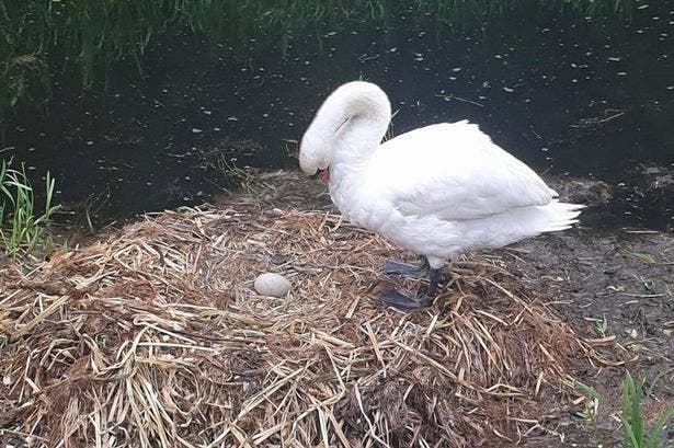 Un cygne meurt le cœur brisé