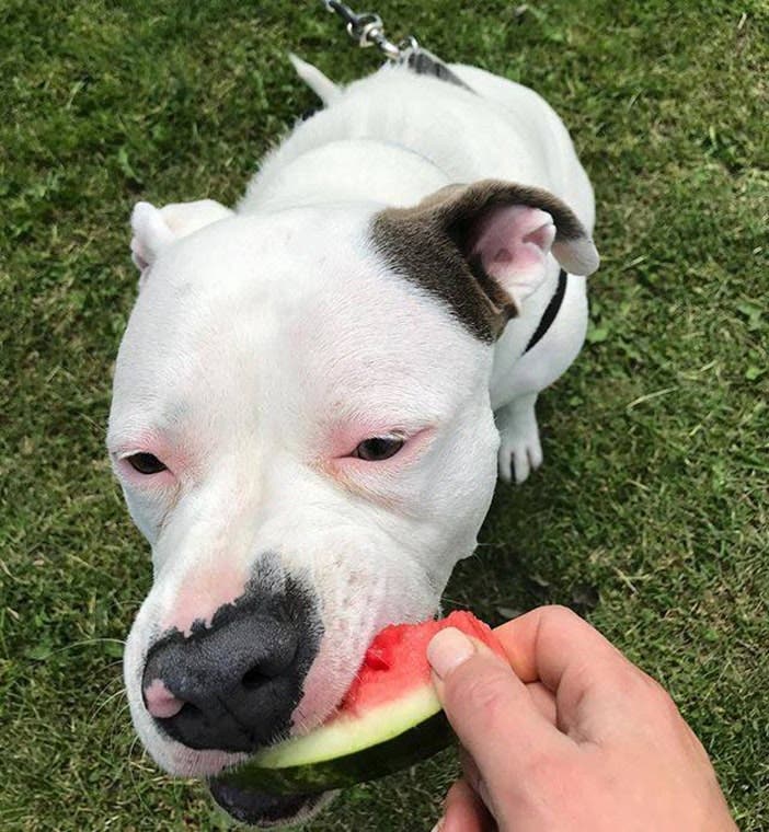 Un homme publie cette photo de son nouveau chien