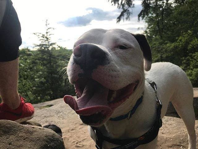 Un homme publie cette photo de son nouveau chien