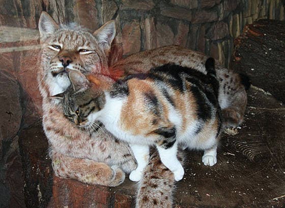 Un lynx et un chat errant2