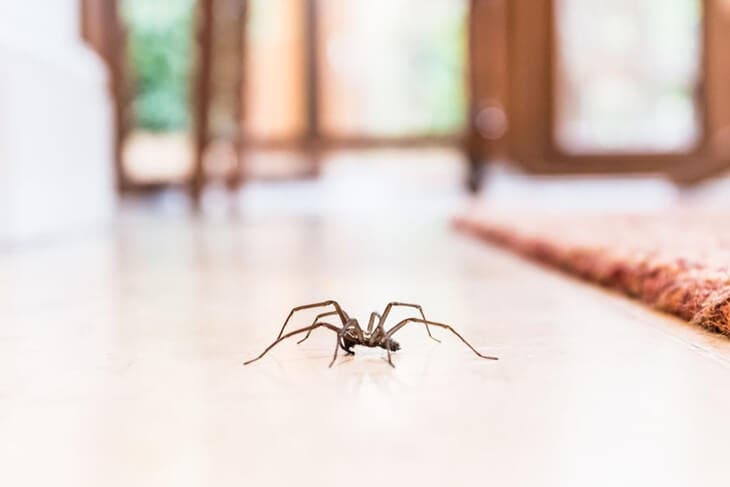 Une araignée se promène à la maison 