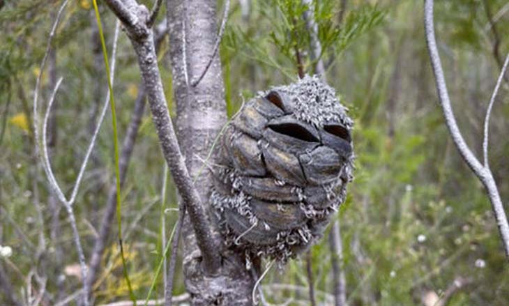 Une erreur adorable quand la nature joue des tours