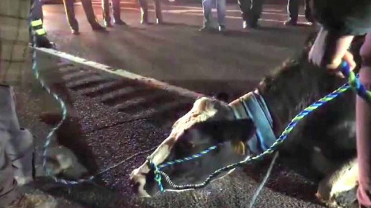 Une vache échappée d’un camion en direction de l'abattoir