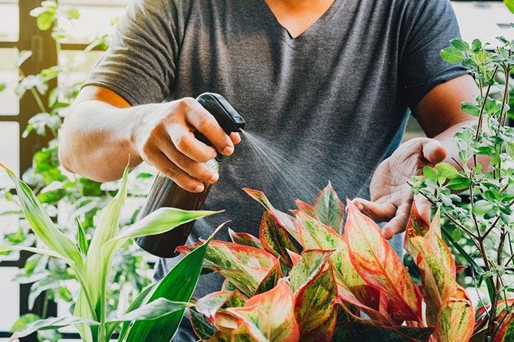 Vaporiser une plante