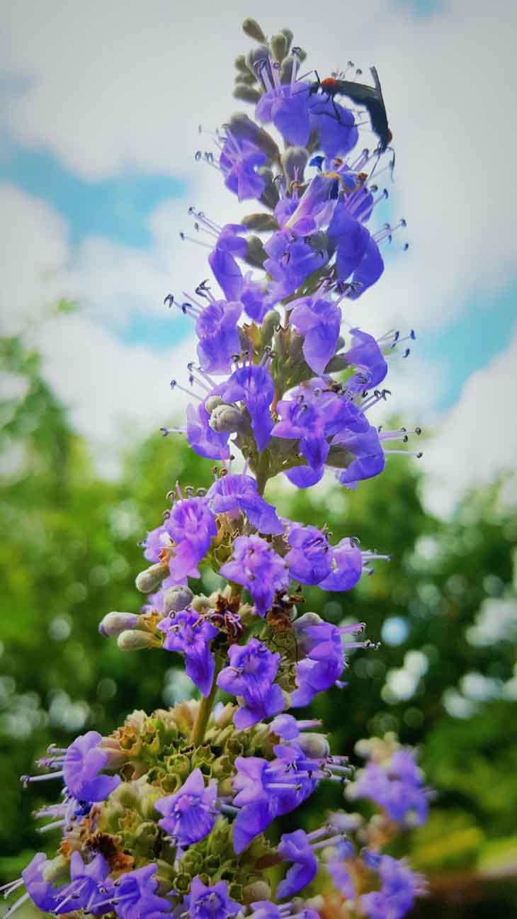 Vitex agnus