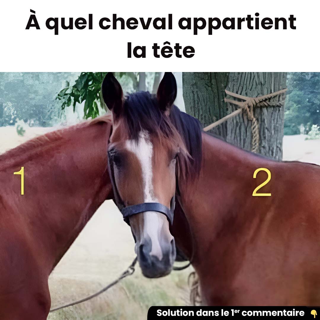 À quel cheval appartient la tête ?