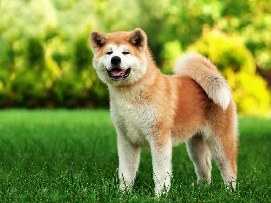 akitainu