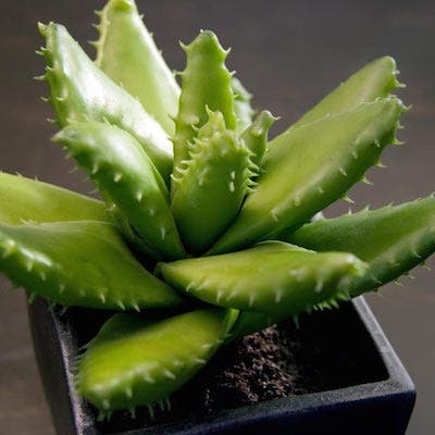 aloe vera