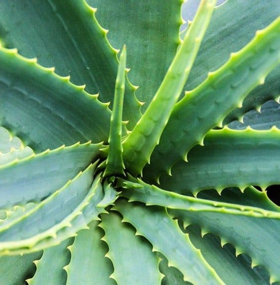 aloe vera