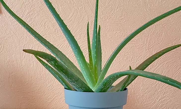 aloevera