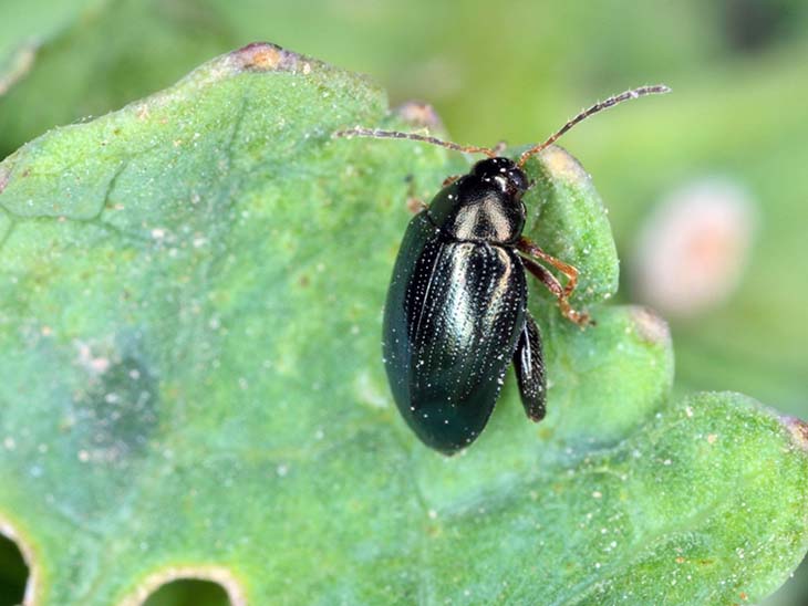 Altise sur une plante 