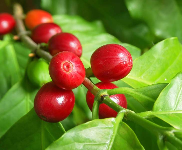 L’arbre à café 