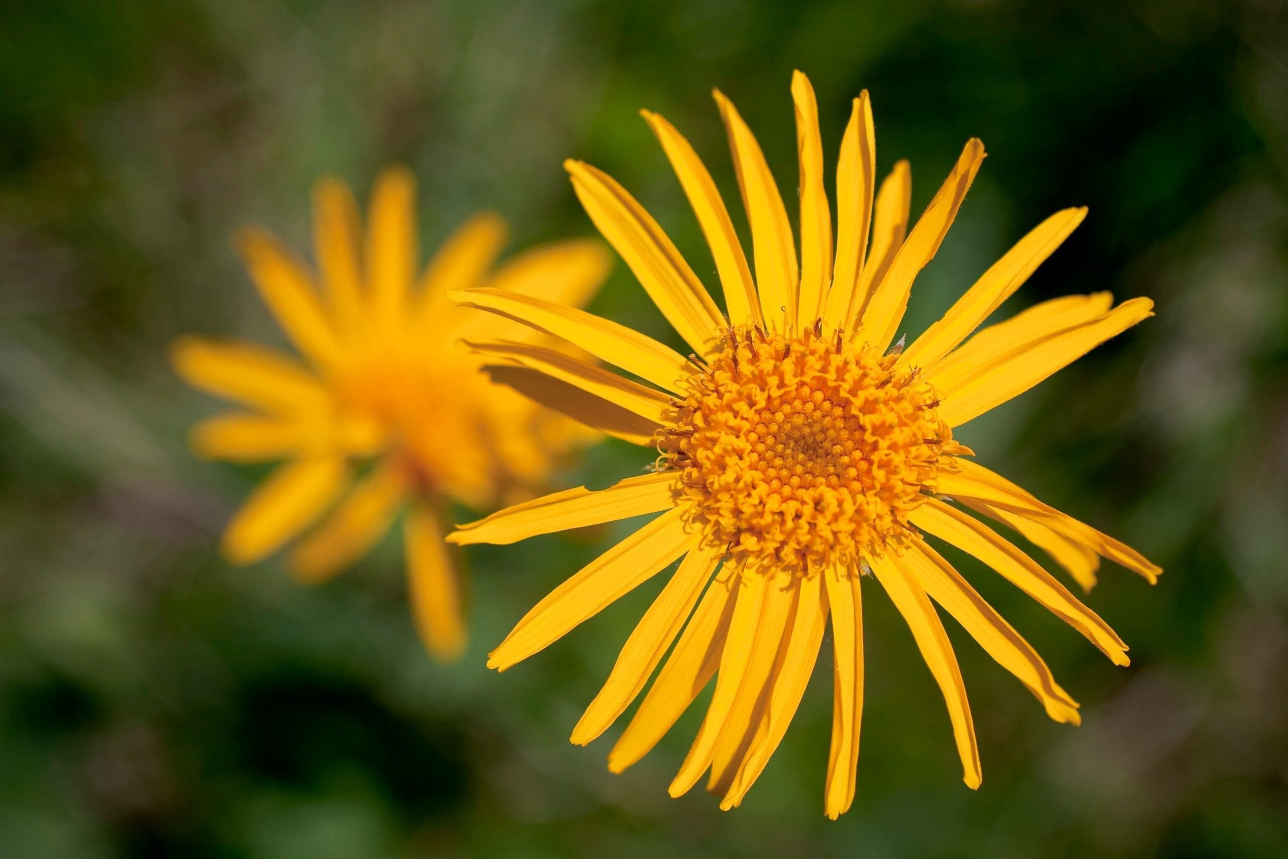 arnica