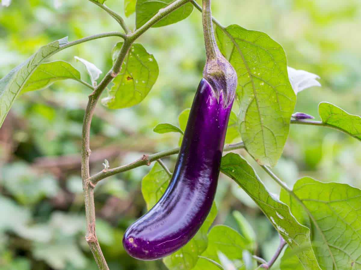 aubergines