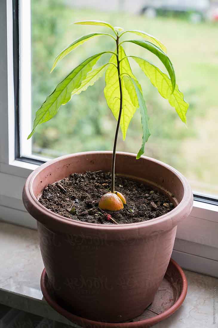 Avocatier en pot 