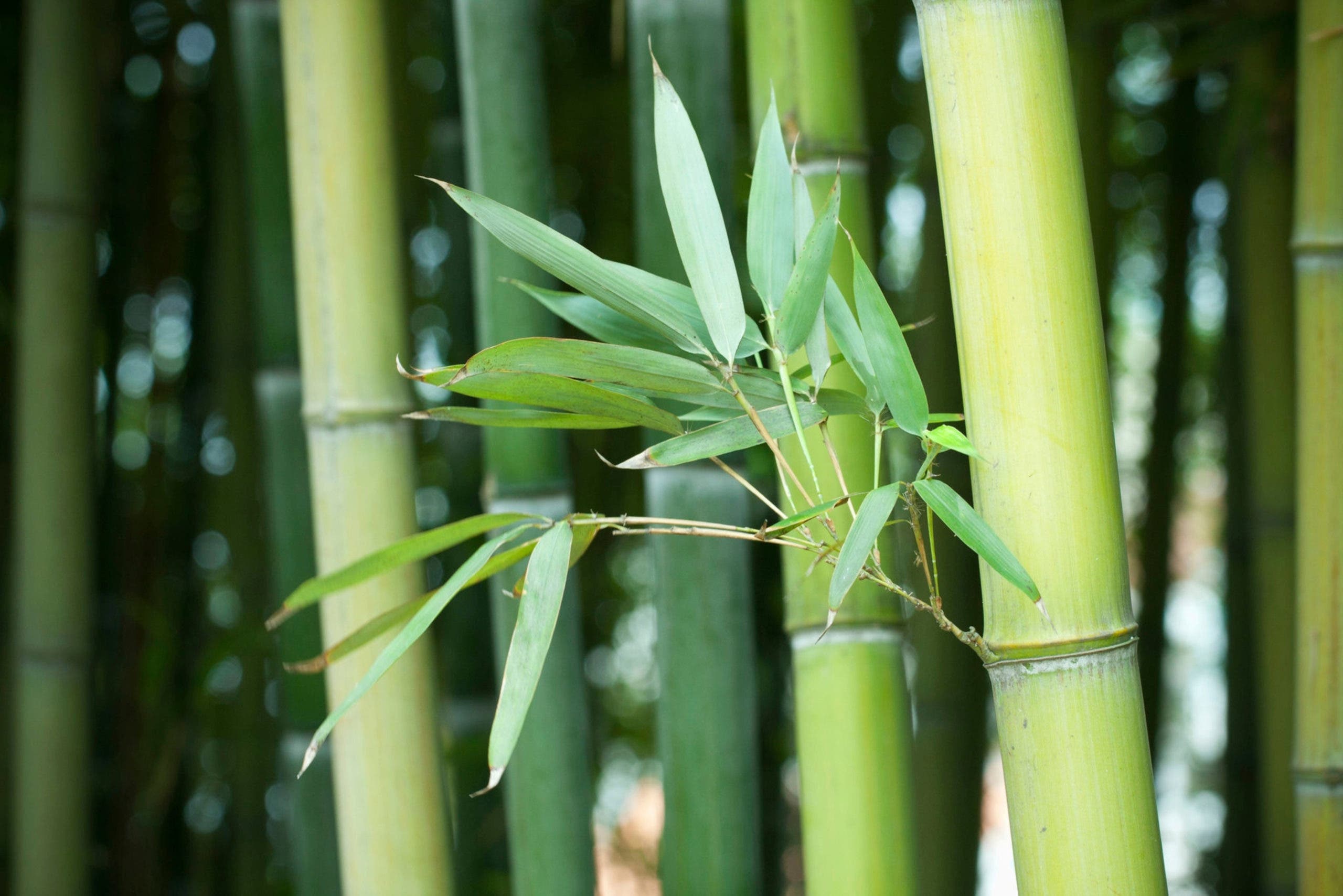 bamboo