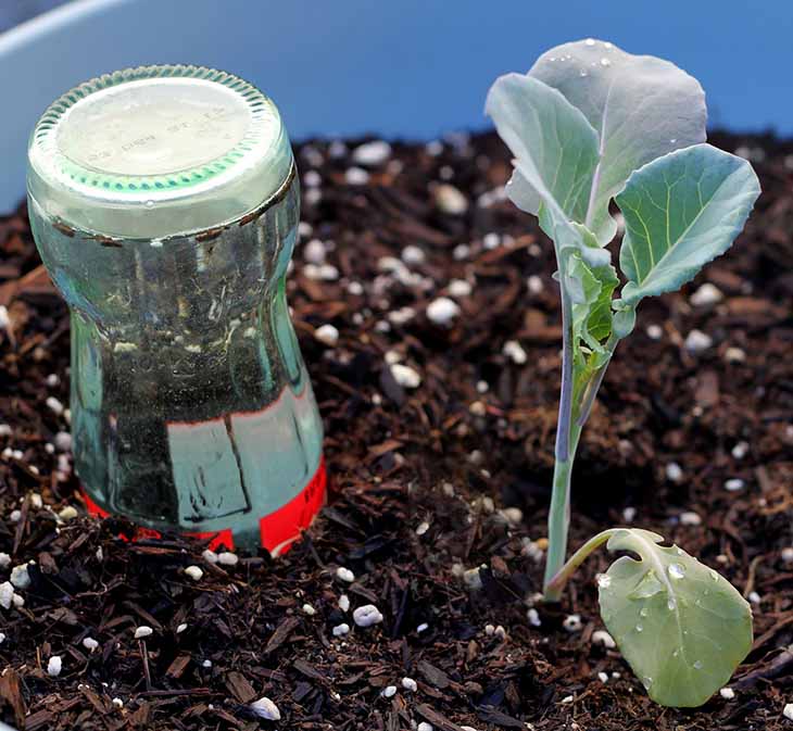 Bouteille pour arroser les plantes dans le pot 