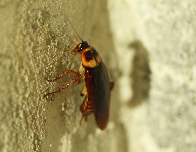 Les cafards grimpent facilement sur toutes les surfaces 