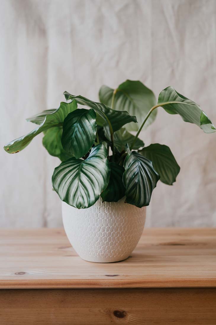 Calathea 