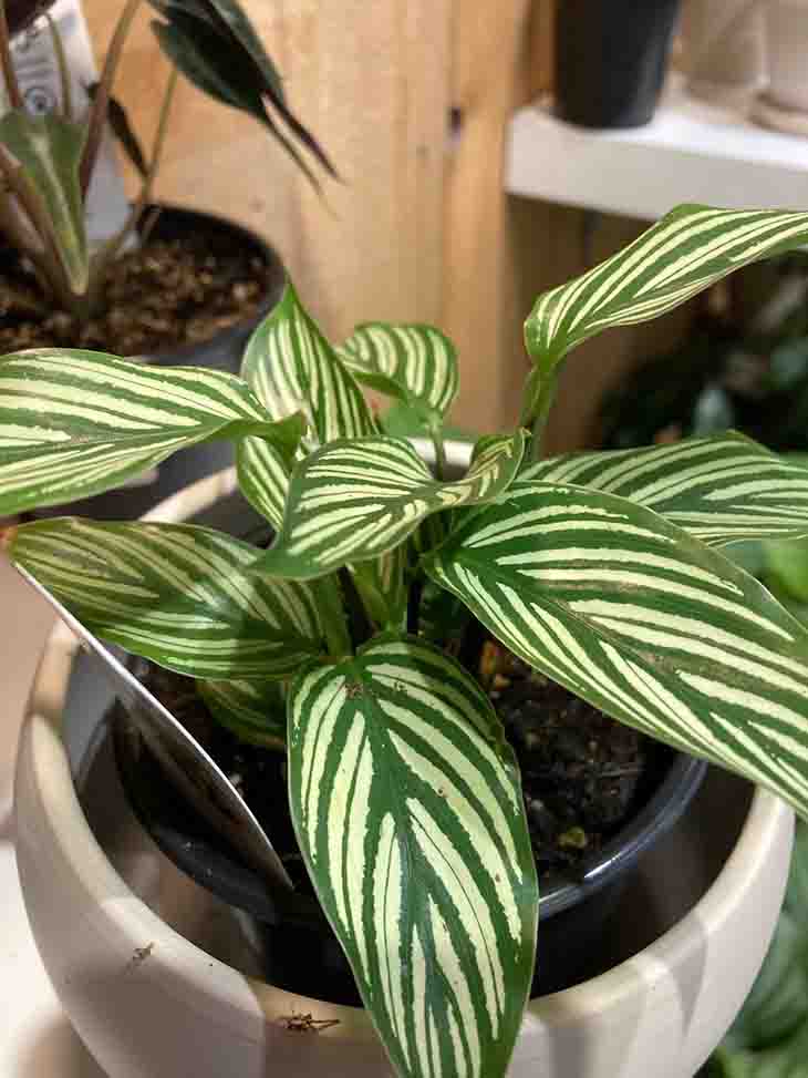 Le calathea 