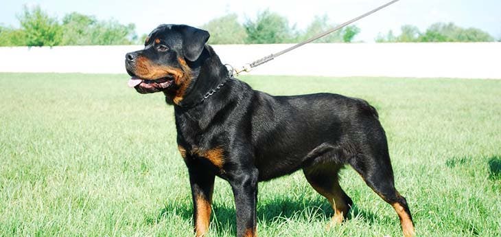 Rottweiler 