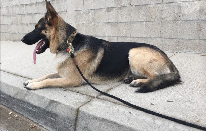 Ce que ce chien fait tous les soirs quand ses maîtres dorment