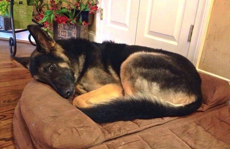 Ce que ce chien fait tous les soirs quand ses maîtres dorment