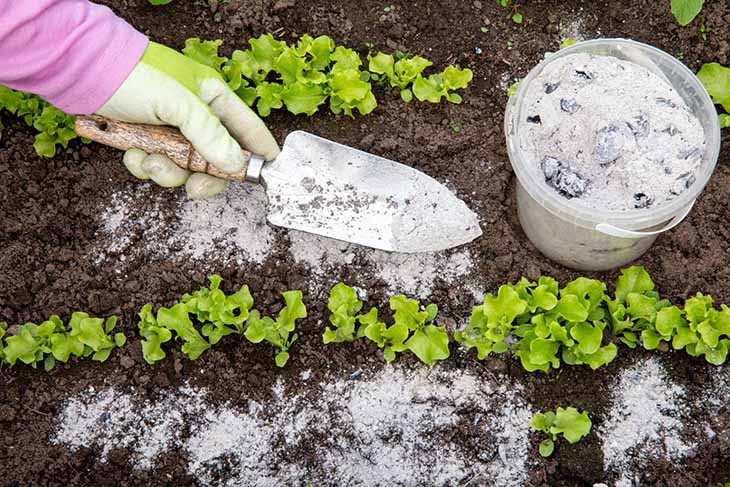 Utiliser la cendre de bois pour les végétaux 