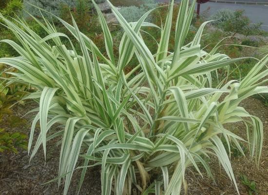 ces plantes dans votre maison