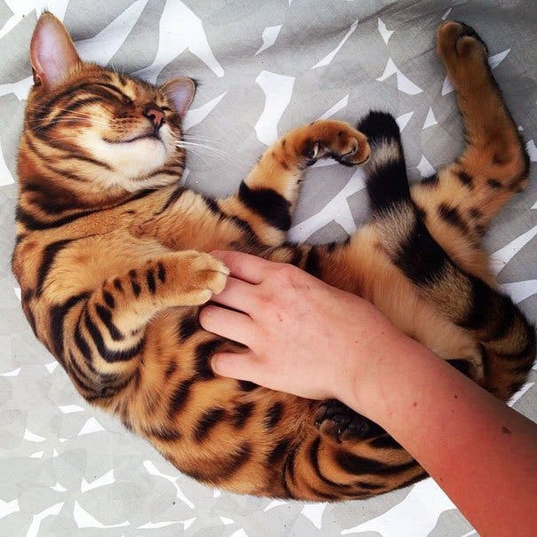 chat-bengal