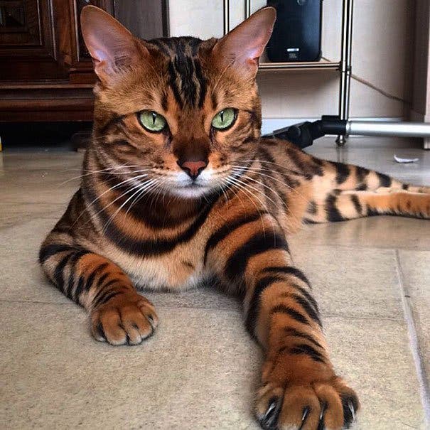 chat-bengal2