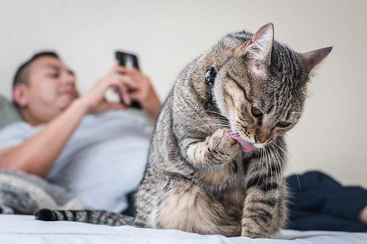 Chat ignoré 