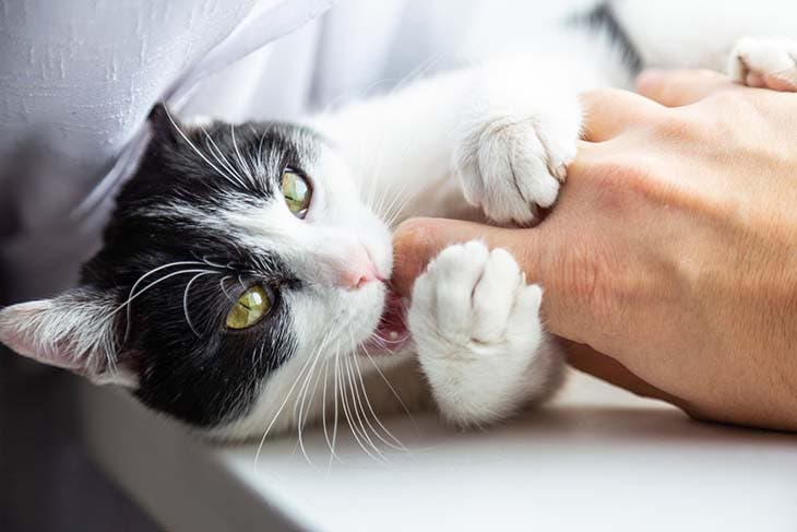 Un chat qui mord son propriétaire