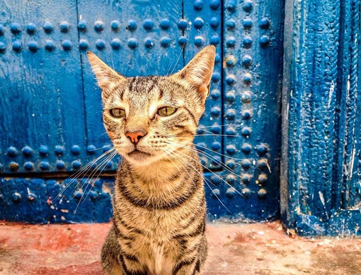 Un chat devant la porte 