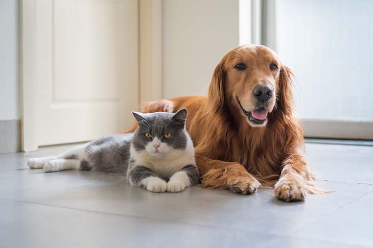 Un chien et un chat - source : spm