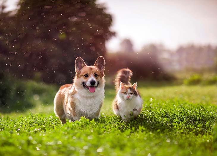 Un chien et un chat - source : spm