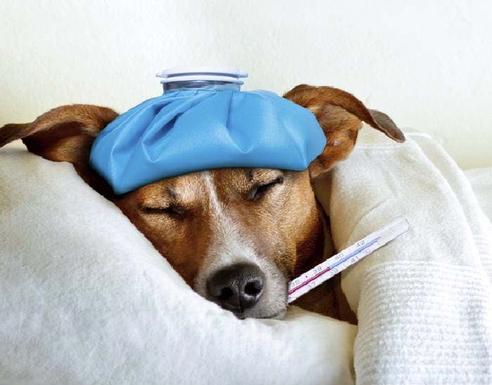 chien malade1