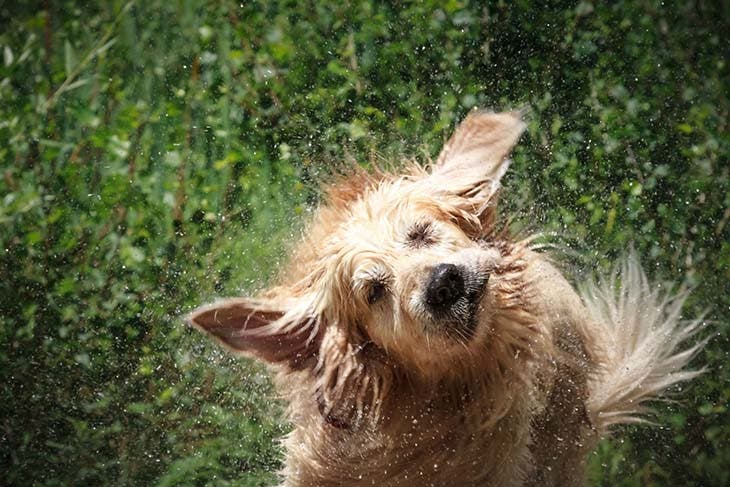 Chien qui secoue la tête - source : spm