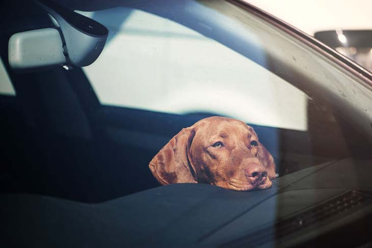 chien seul voiture